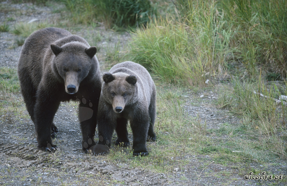Orsa bruna con orsetto al Brooks River - Animali maestosi nella natura selvaggia dell'Alaska