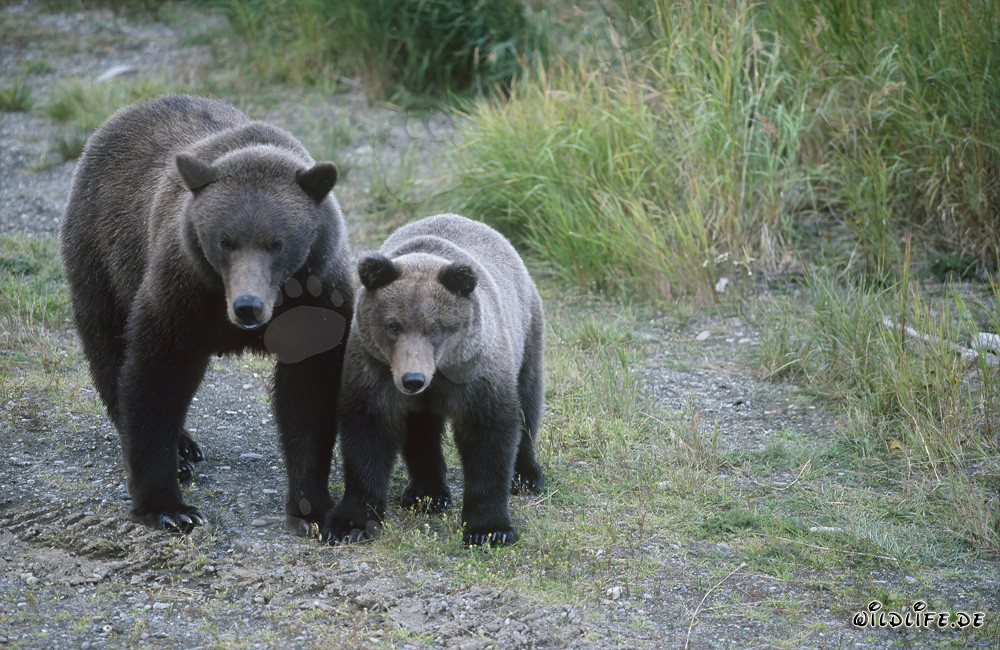 Osa parda con osezno en el río Brooks - Majestuosos animales en la naturaleza salvaje de Alaska