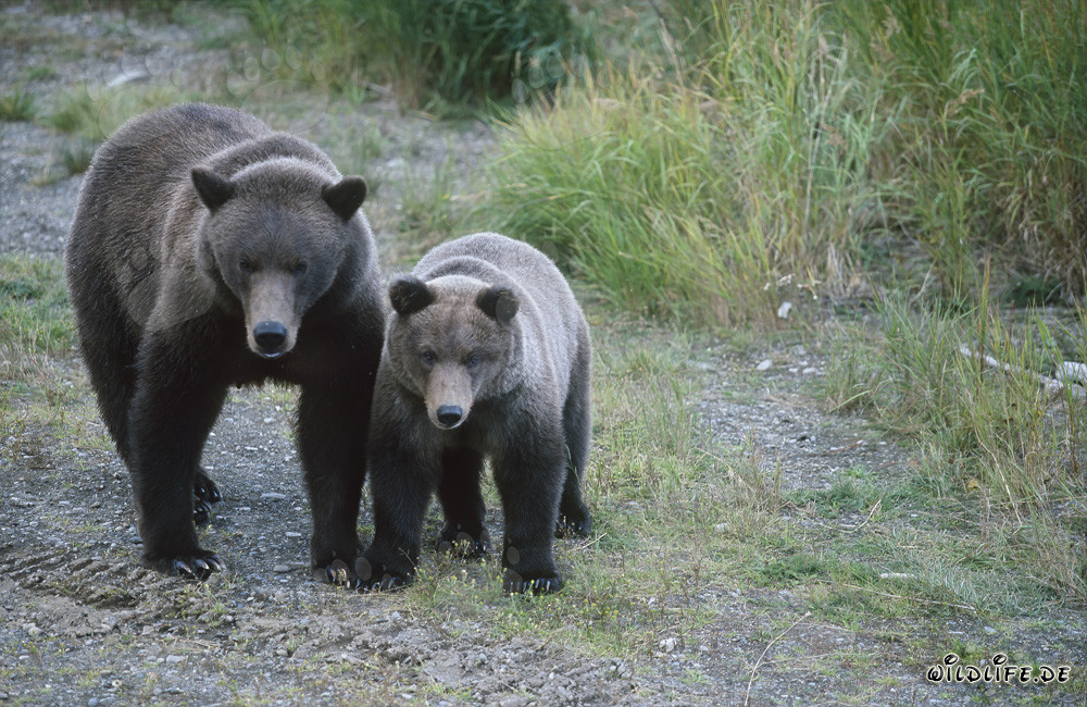 Ourse brune avec ourson au Brooks River - Animaux majestueux dans la nature sauvage de l'Alaska