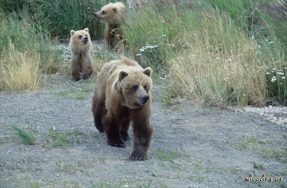 Braunbären beobachten am Brooks River in Alaska