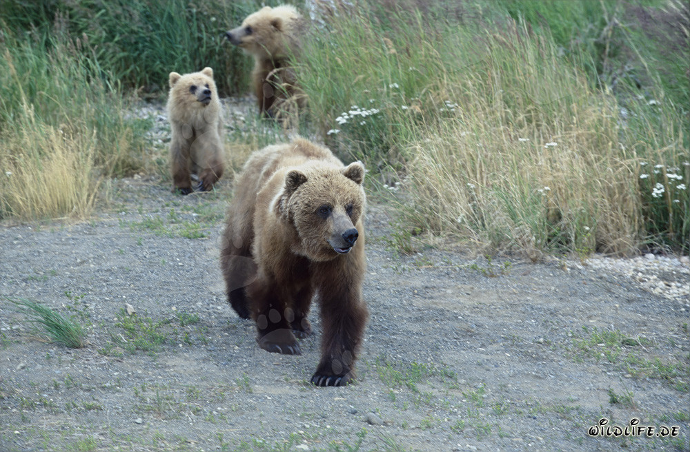 Osservare gli orsi bruni al Brooks River in Alaska