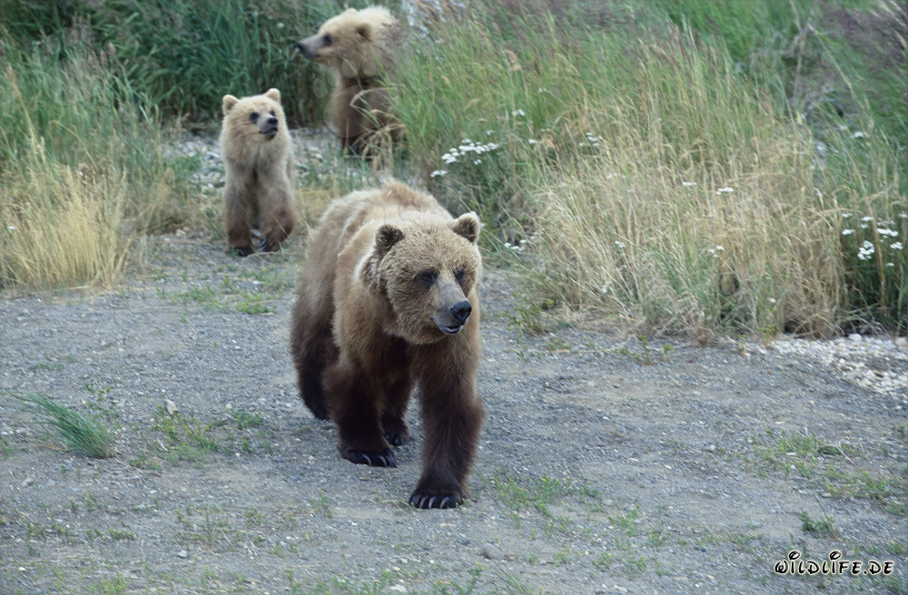 Observar osos pardos en el río Brooks en Alaska