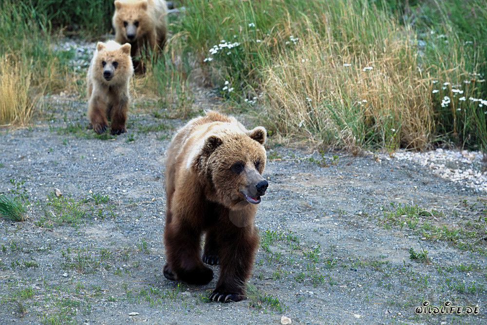 Famiglia di orsi bruni passeggiando lungo la riva del fiume