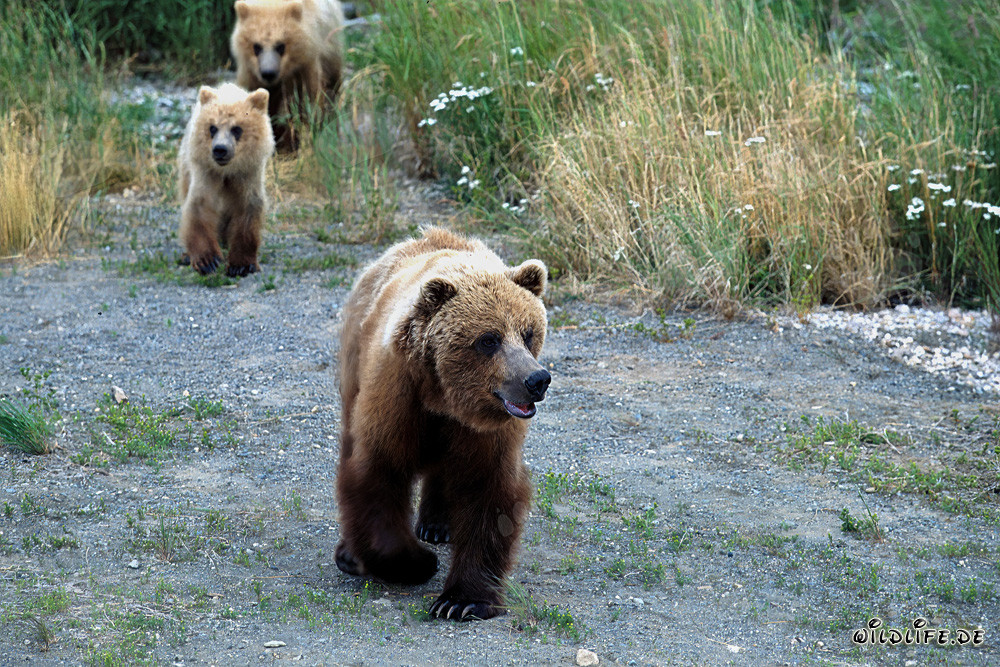 Familia de osos pardos paseando por la orilla del río