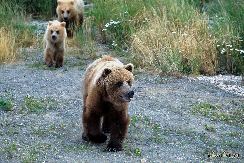 Famille d'ours bruns se promenant le long de la rive de la rivière
