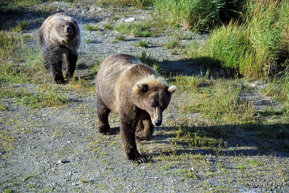 Wandernde Braunbären am Brooks River in Alaska