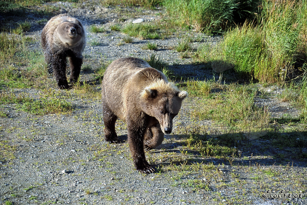 Osos pardos caminando por el río Brooks en Alaska