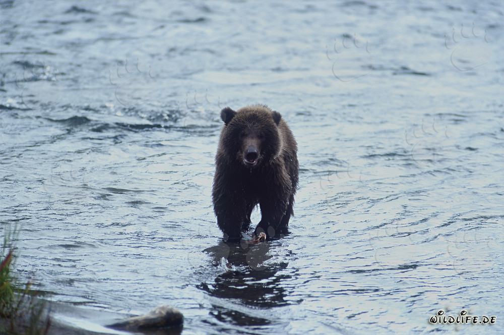 Ourson pêchant le saumon dans une rivière pittoresque