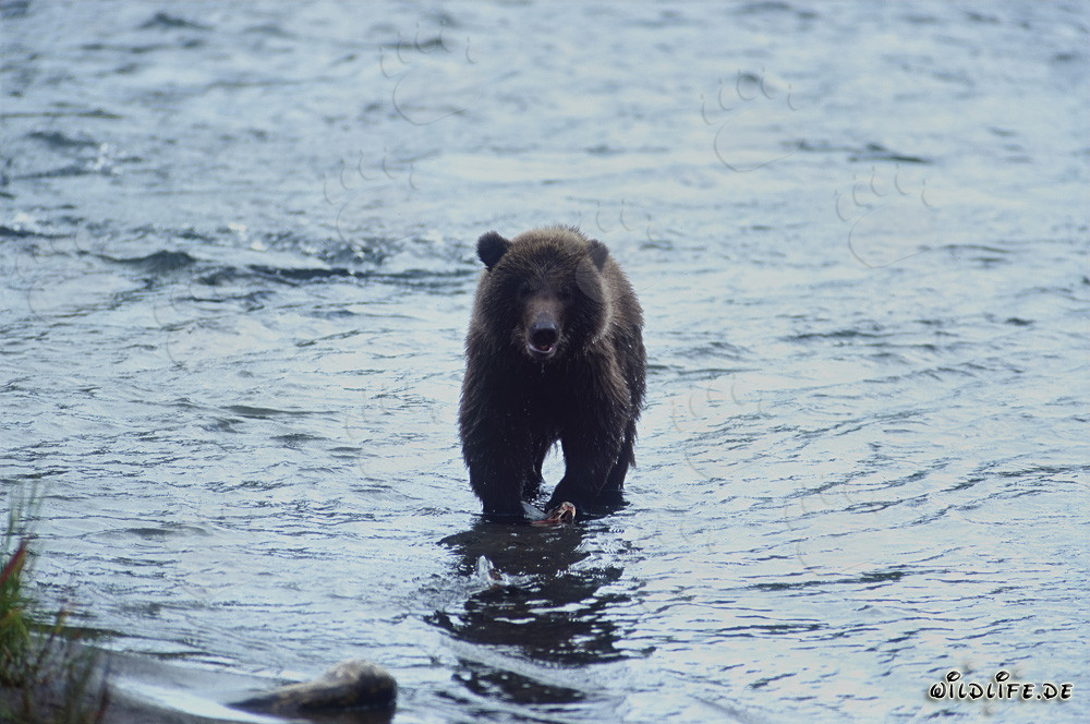Oso joven pescando salmones en un pintoresco río