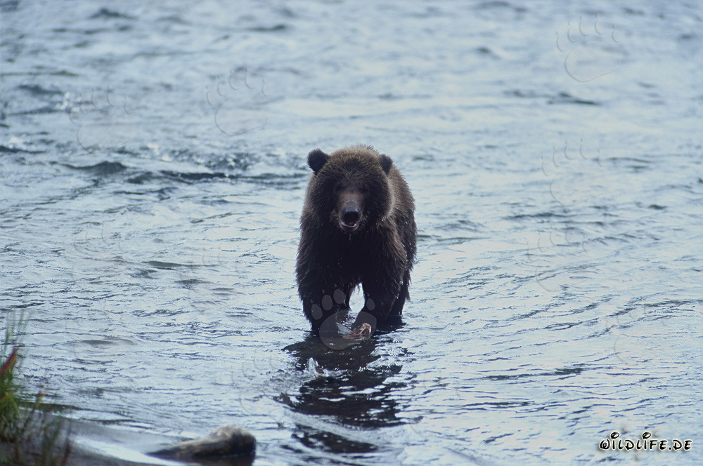 Young bear fishing for salmon in the picturesque river