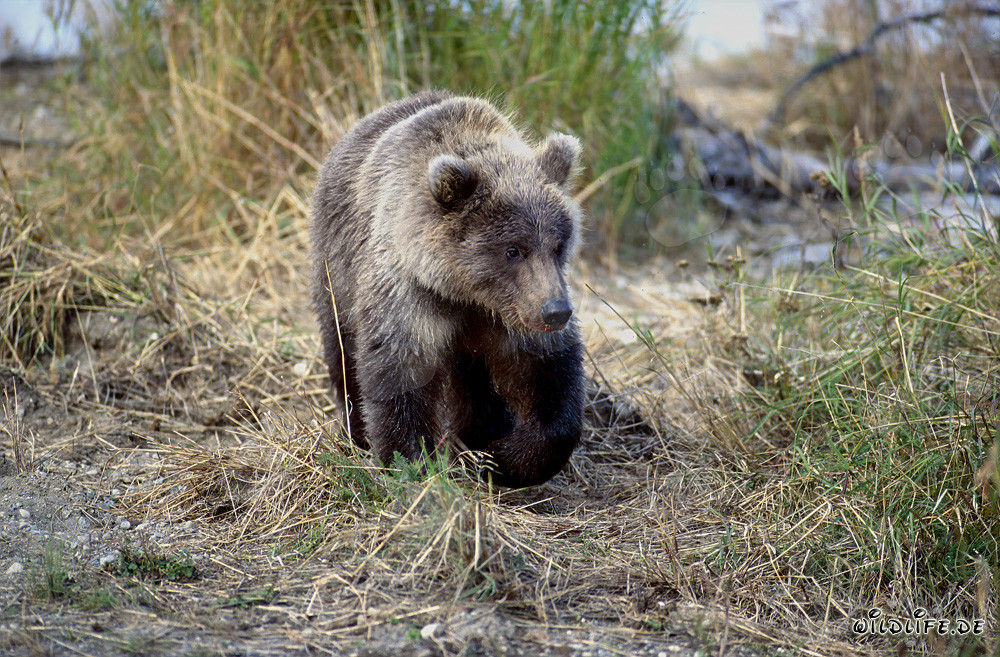 Giovane orso bruno giocoso sul pittoresco fiume Brooks in Alaska