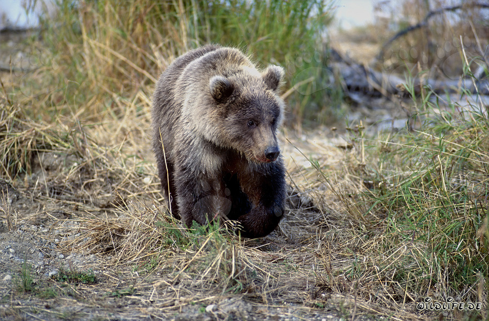 Jeune ours brun joueur au pittoresque fleuve Brooks en Alaska