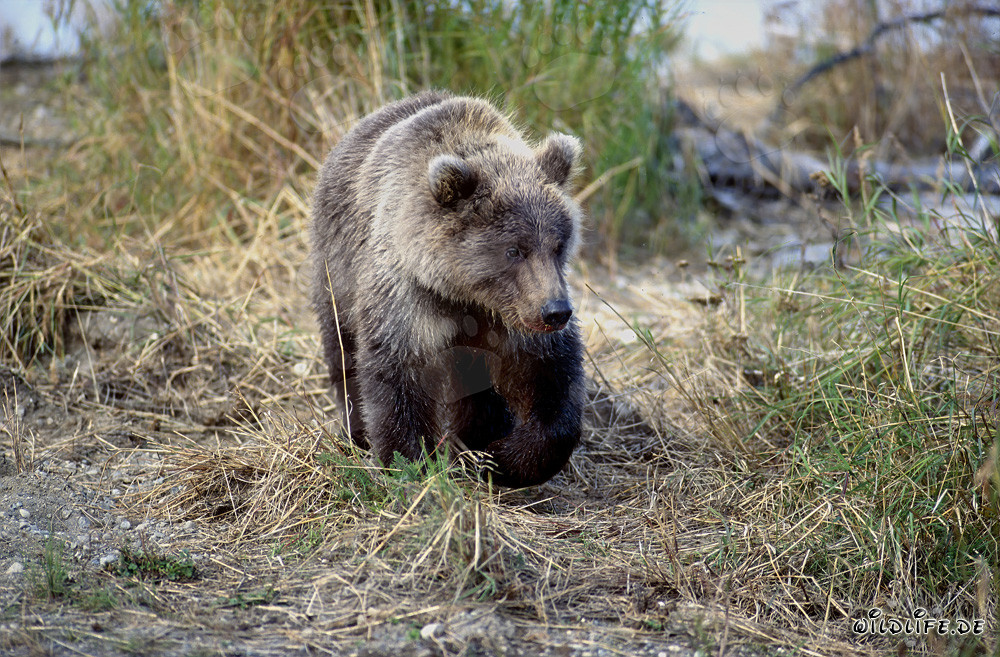 Joven oso pardo juguetón en el pintoresco río Brooks en Alaska