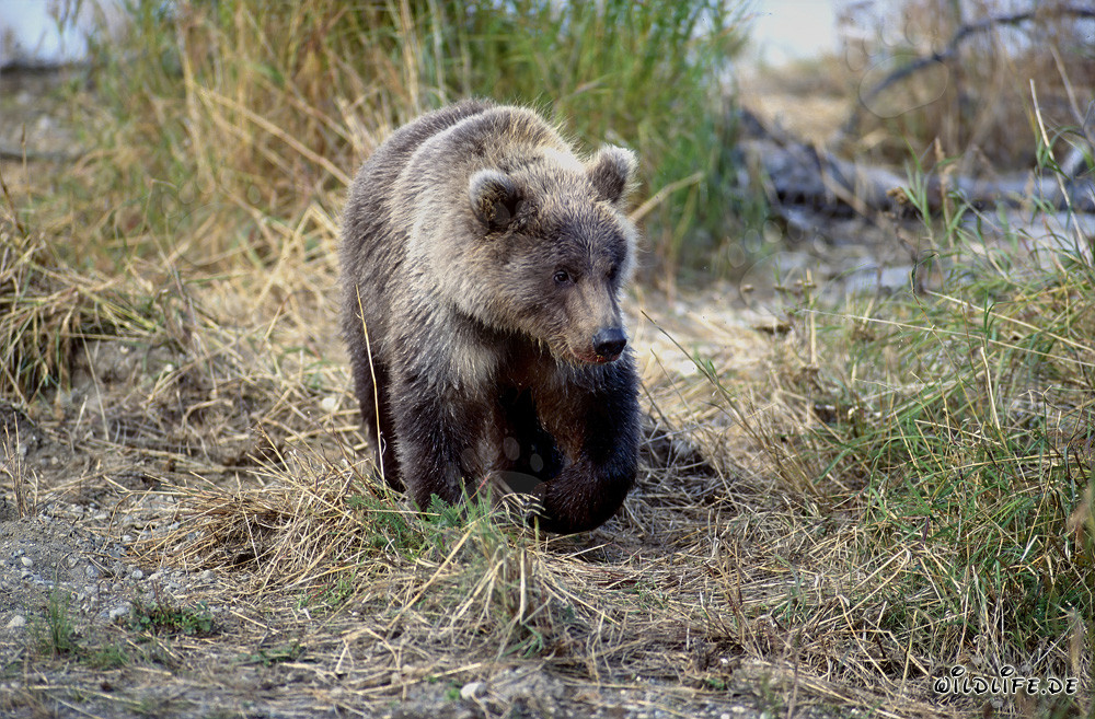 Playful Young Brown Bear at Scenic Brooks River in Alaska