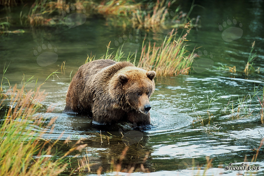 Jungbär spielt im klaren Wasser am Flussufer - Natürliche Schönheit der Braunbären