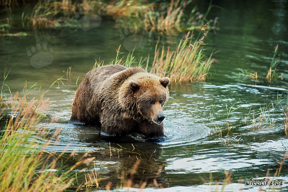 Young bear playfully splashing in the clear water at the river bank