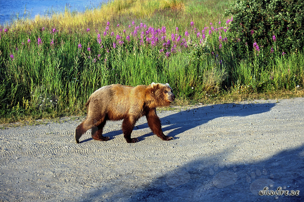 Jungbär auf dem Weg zum Flussufer in Alaska