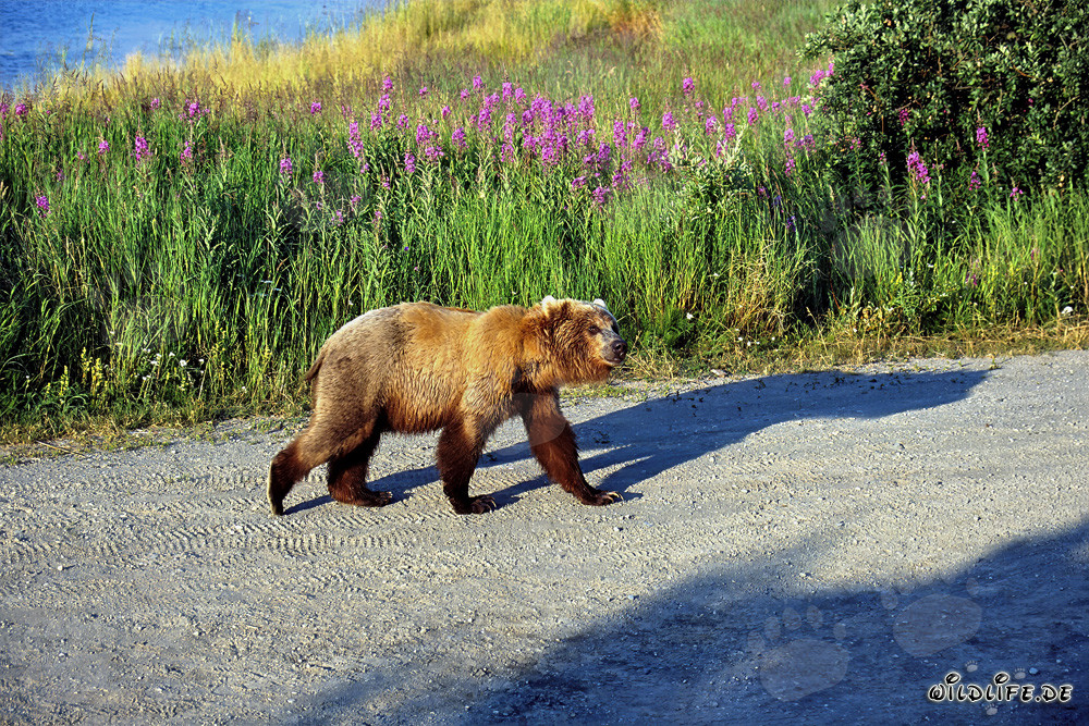 Ourson en route vers la rive de la rivière en Alaska