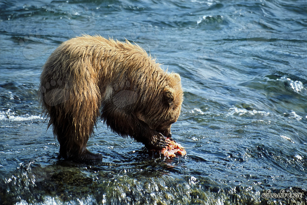 Jeune ours brun attrape un délicieux saumon