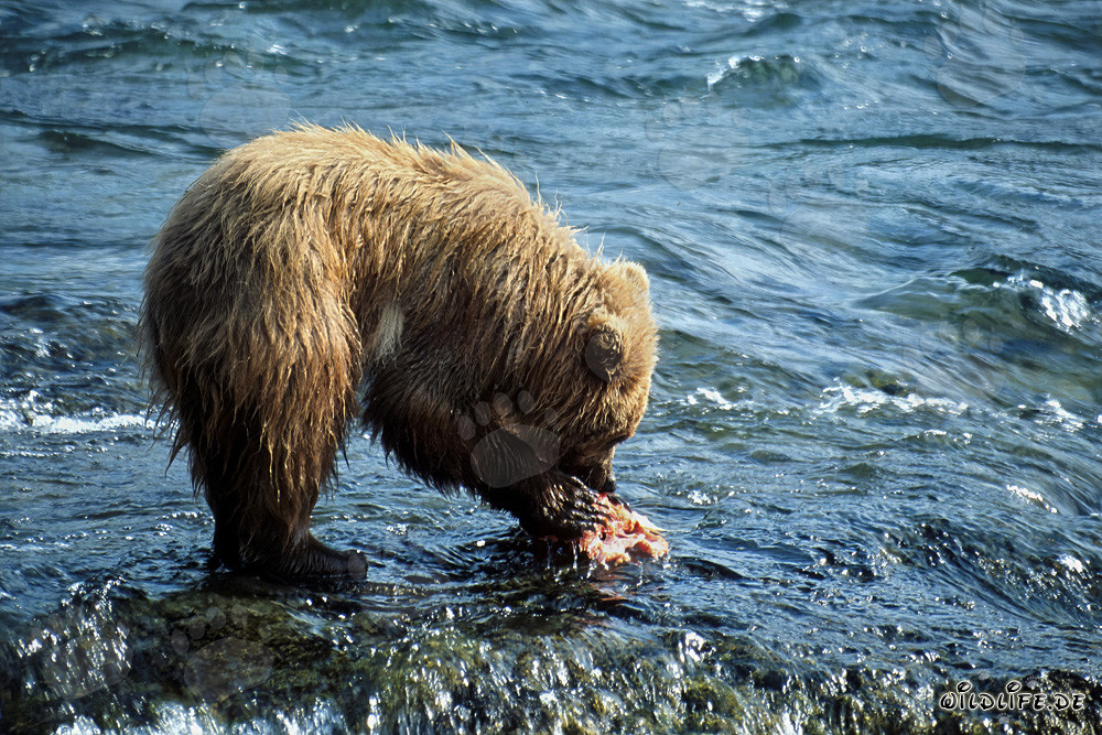 Joven oso pardo atrapa un delicioso salmón