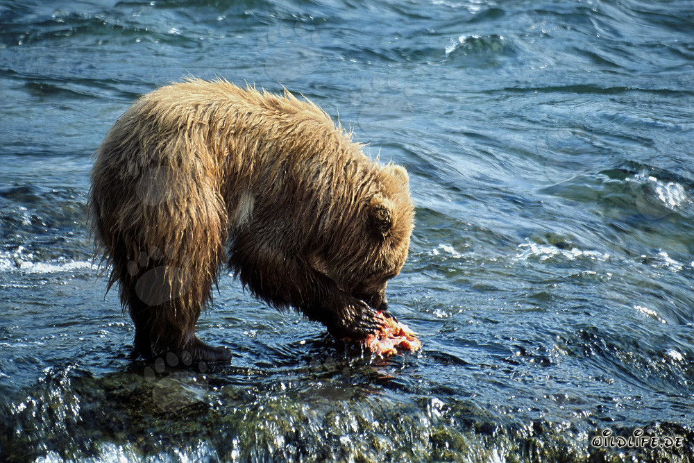 Junger Braunbär fängt einen leckeren Lachs