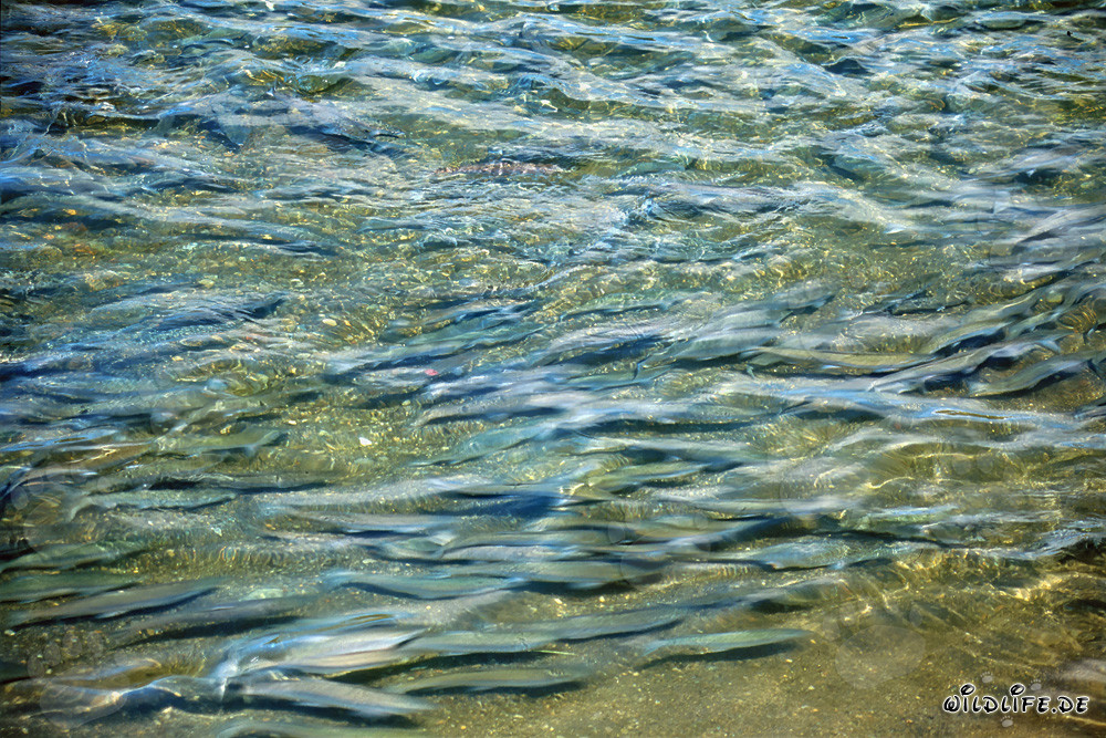 Faszinierender Anblick: Lachse im kristallklaren Wasser des Brooks River in Alaska