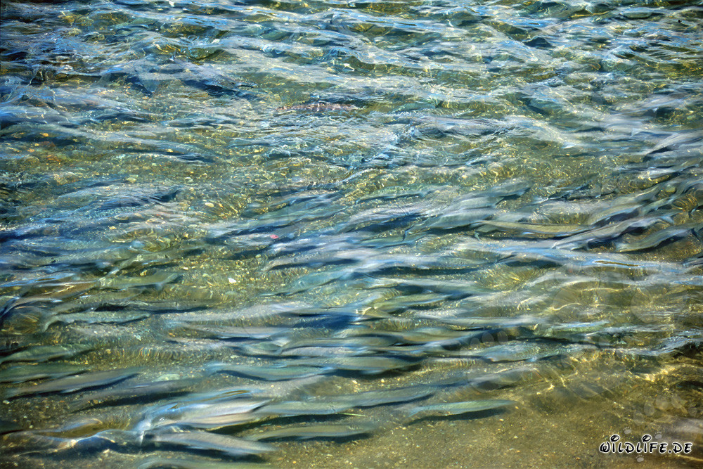 Fascinating Sight: Salmon in the Crystal Clear Waters of Brooks River in Alaska