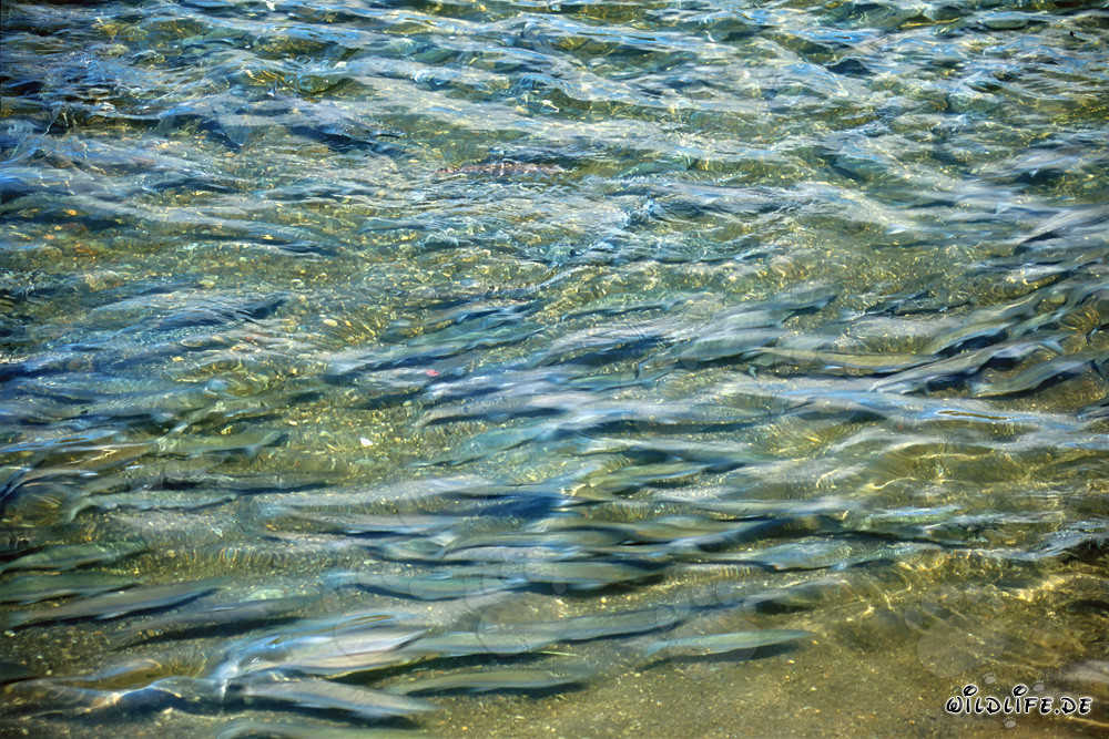 Vista affascinante: Salmoni nell'acqua cristallina del fiume Brooks in Alaska