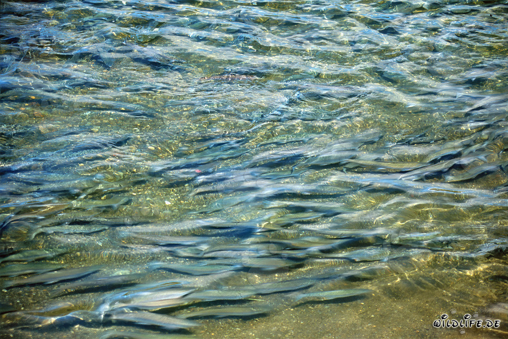 Vue fascinante : Saumons dans l'eau cristalline de la rivière Brooks en Alaska