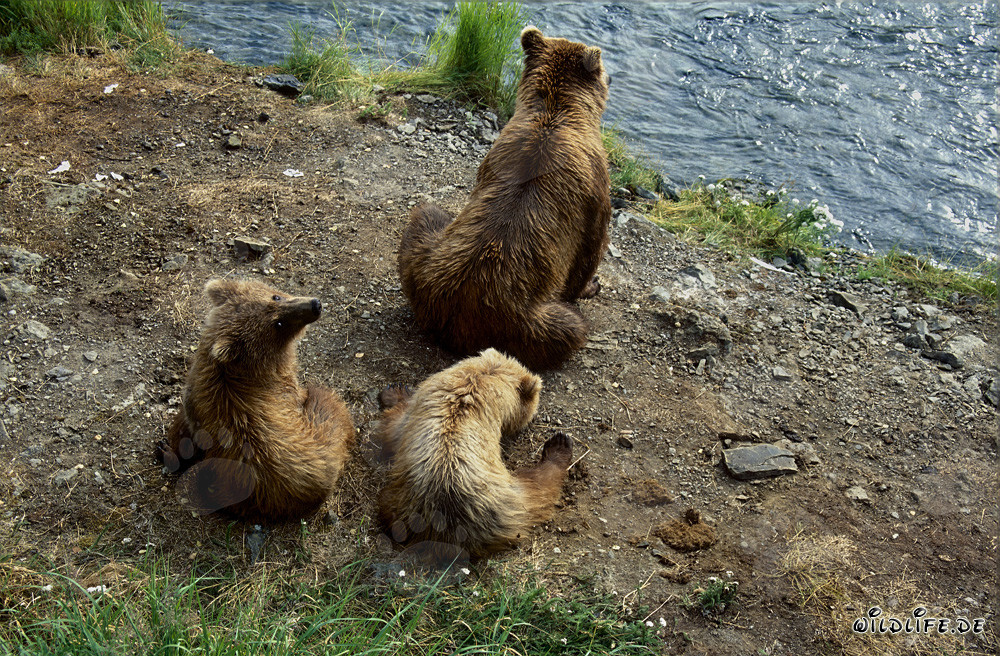 Braunbärin mit Jungen am Brooks River in Alaska