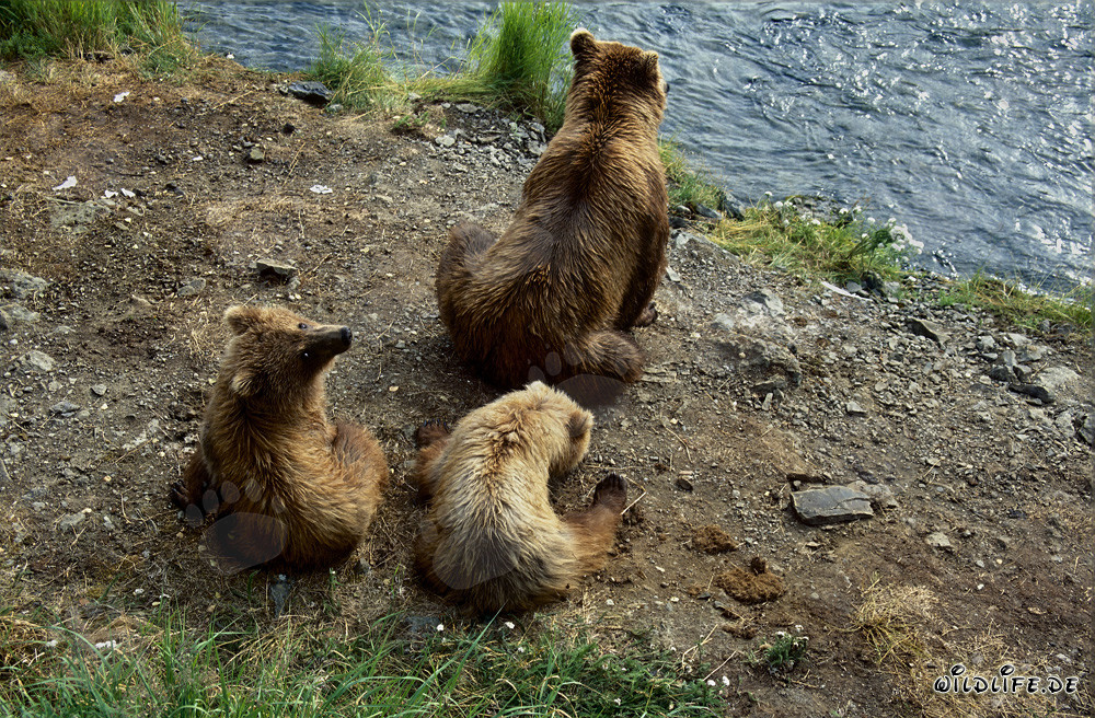 Brown Bear with Cubs at Brooks River in Alaska