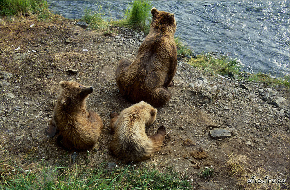 Orsa bruna con cuccioli al Brooks River in Alaska