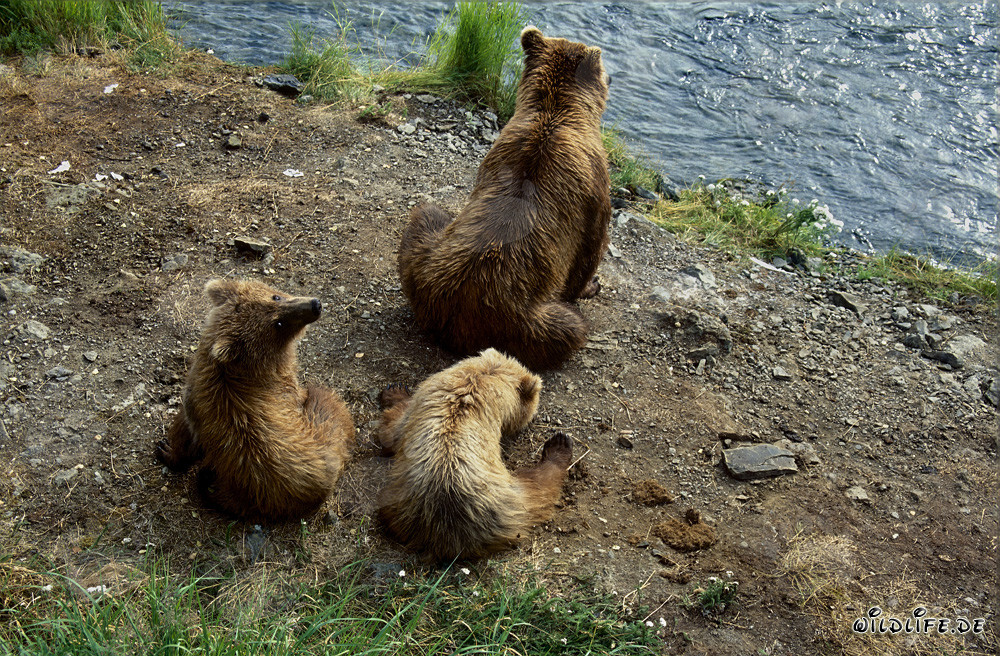Osa parda con crías en el río Brooks en Alaska