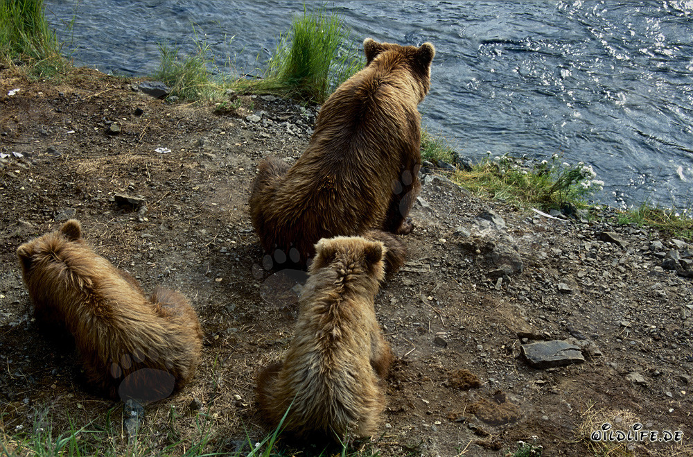 Braunbärin mit Jungen am Brooks River in Alaska