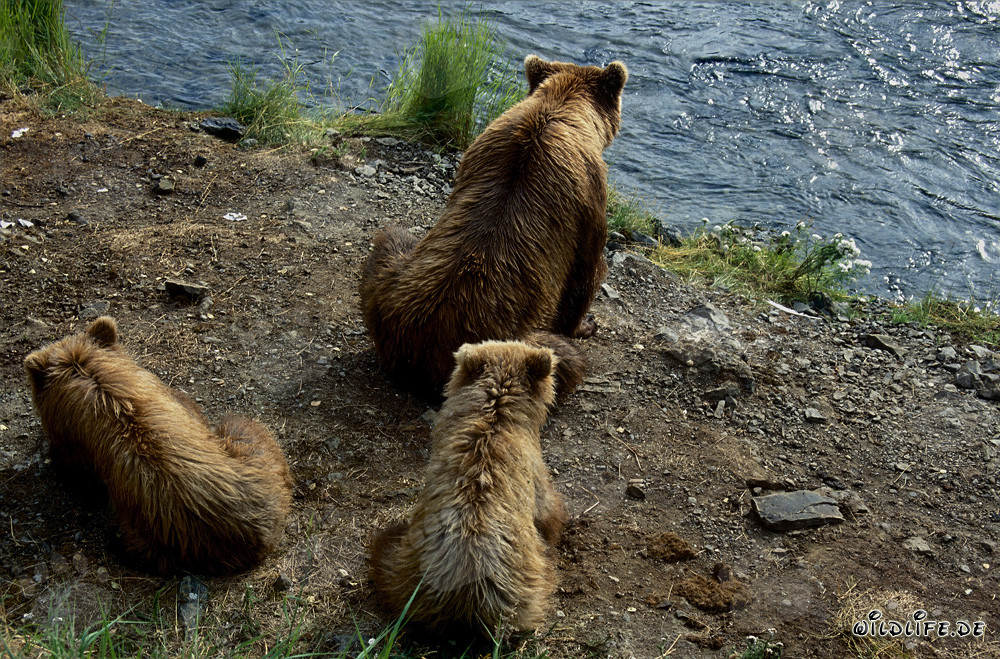 Brown bear with cubs at Brooks River in Alaska