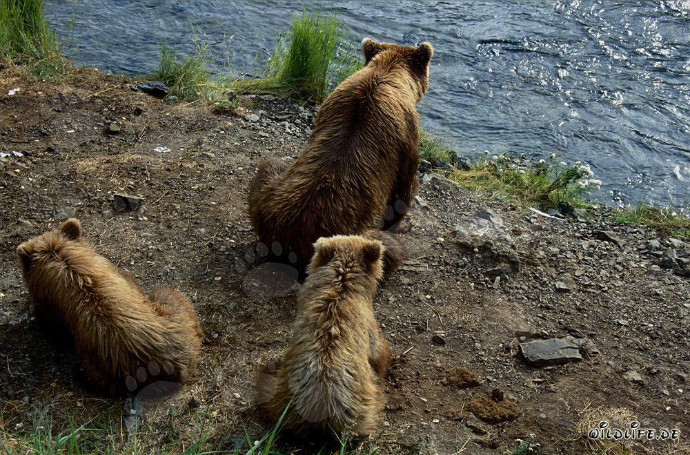 Orsa bruna con cuccioli al Brooks River in Alaska