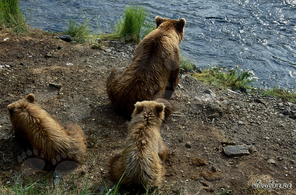 Osa parda con crías en el río Brooks en Alaska