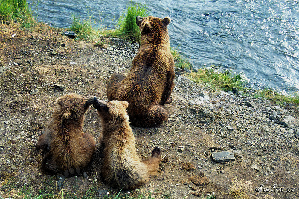 Brown bears observing the salmon hunt at the waterfall
