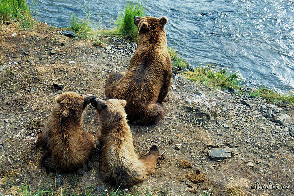 Observación de osos pardos durante la pesca del salmón en la cascada