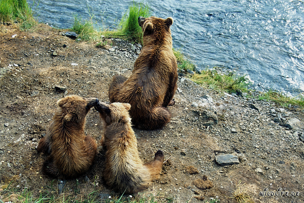 Observation des ours bruns pendant la pêche au saumon à la cascade