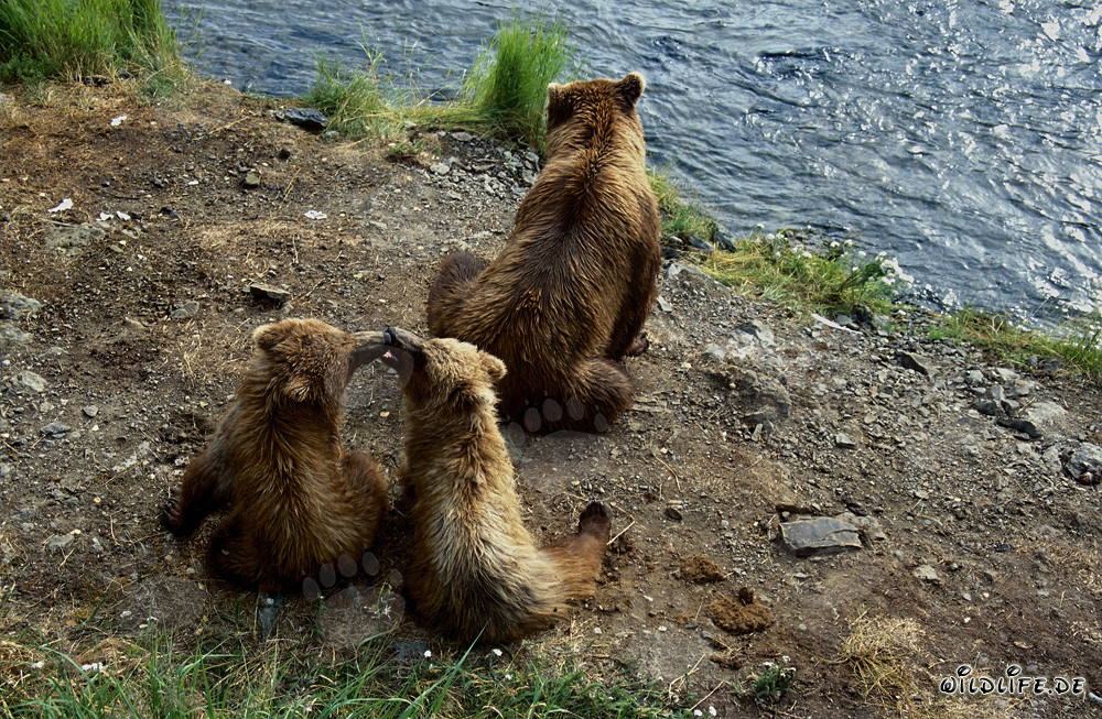 Braunbärin mit Jungen am Brooks River in Alaska