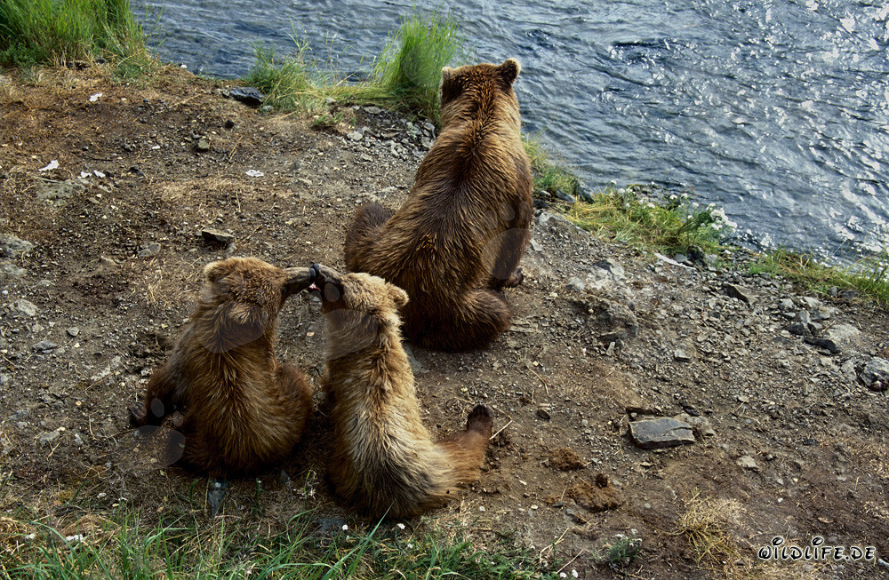 Brown Bear with Cubs at Brooks River in Alaska