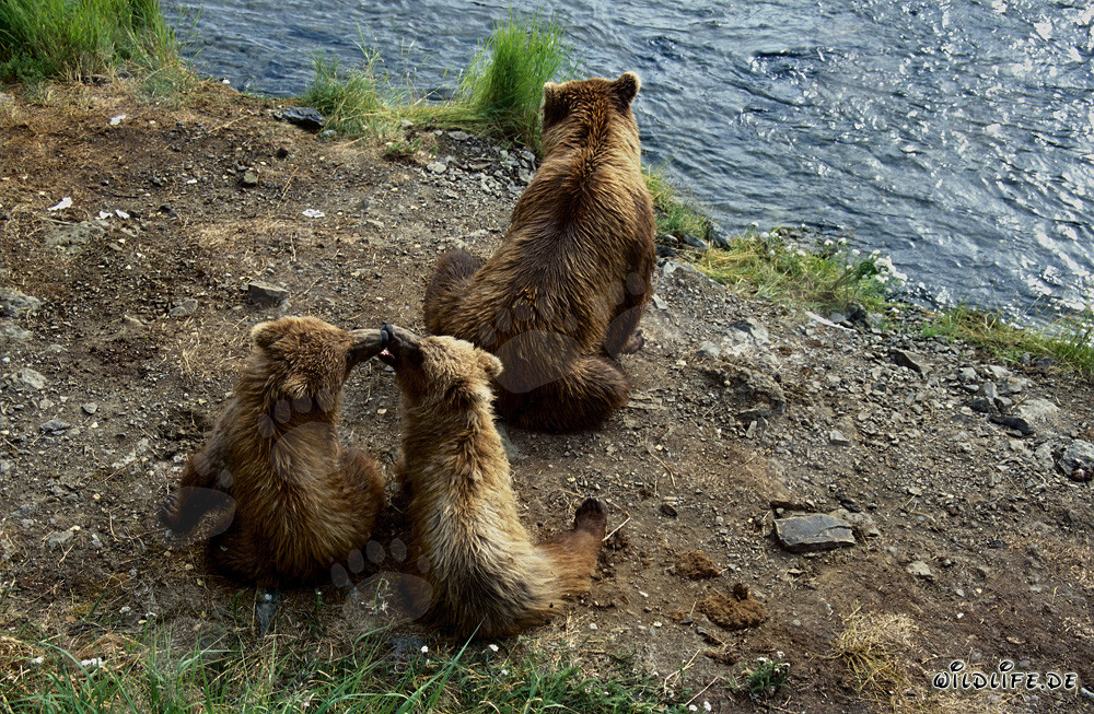 Orsa bruna con cuccioli al Brooks River in Alaska