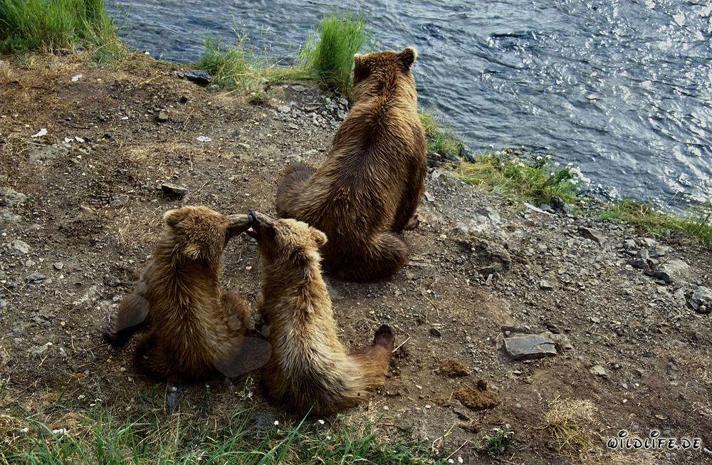 Osa parda con crías en el río Brooks en Alaska