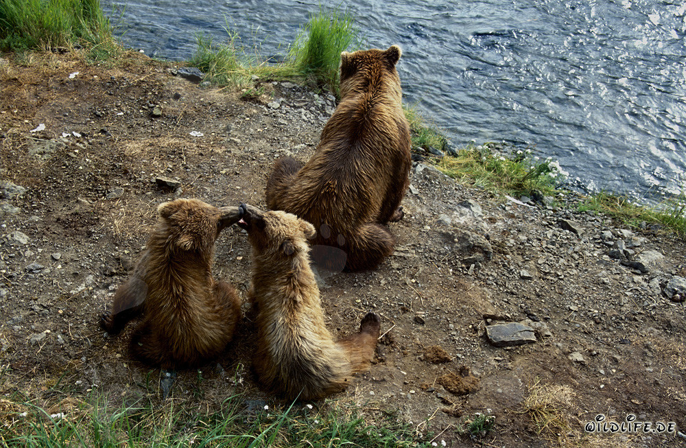 Ourse brune avec ses petits au Brooks River en Alaska
