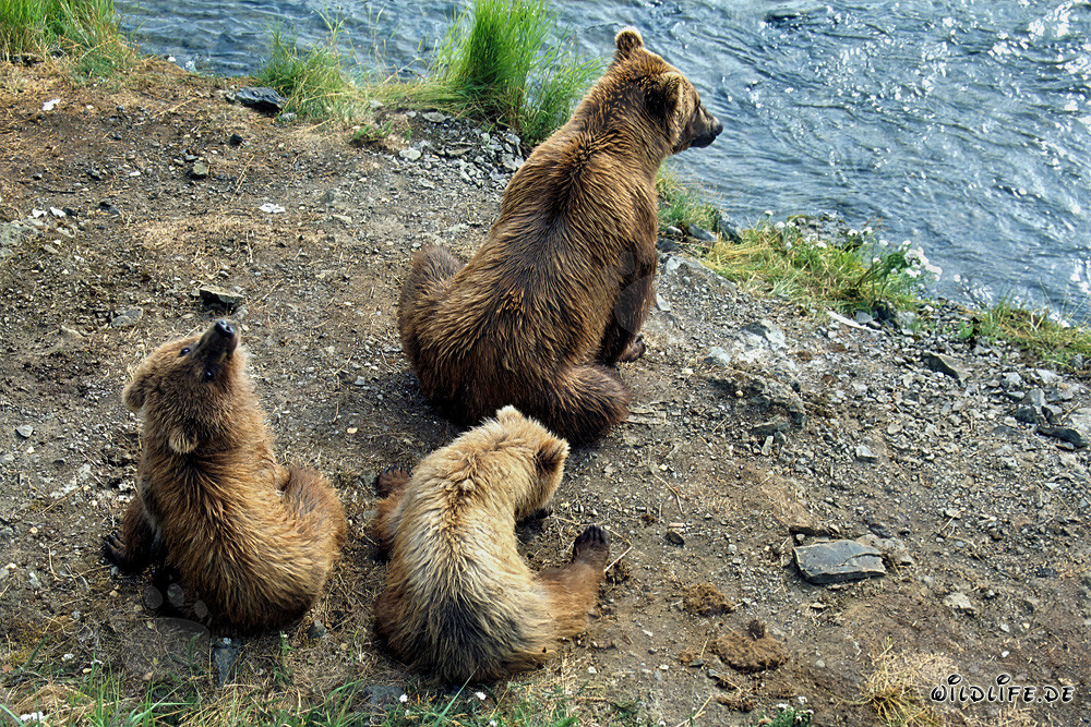 Famille d'ours endormie observant la nature au bord pittoresque de la rivière