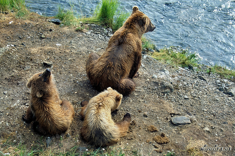Ruhende Bärenfamilie beobachtet die Natur am malerischen Flussufer