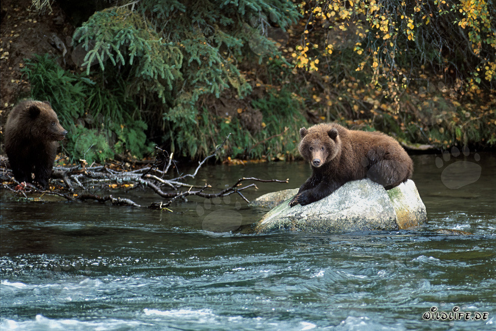 Giovane orso rilassato su una roccia nel Brooks River, Alaska