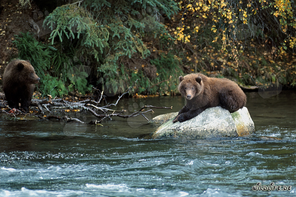 Jeune ours se détend sur un rocher dans la rivière Brooks, Alaska