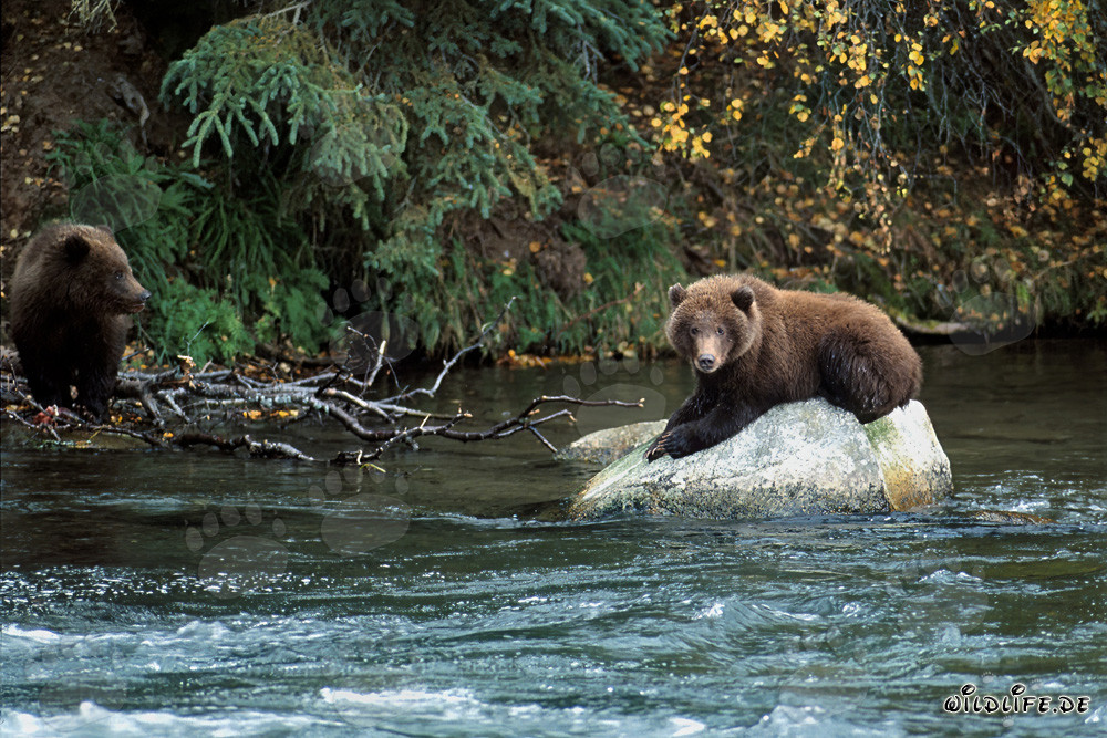 Jungbär entspannt auf einem Felsen im Brooks River, Alaska